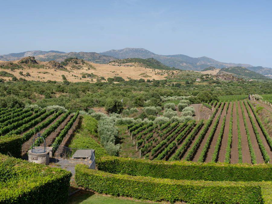 Carranco vigneti