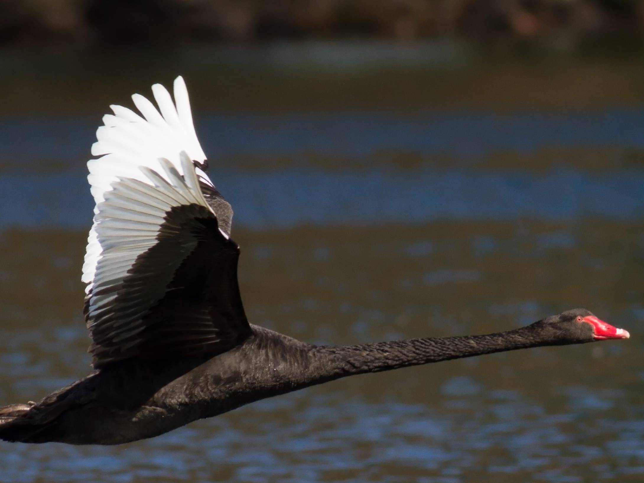 cigno nero talib mercati