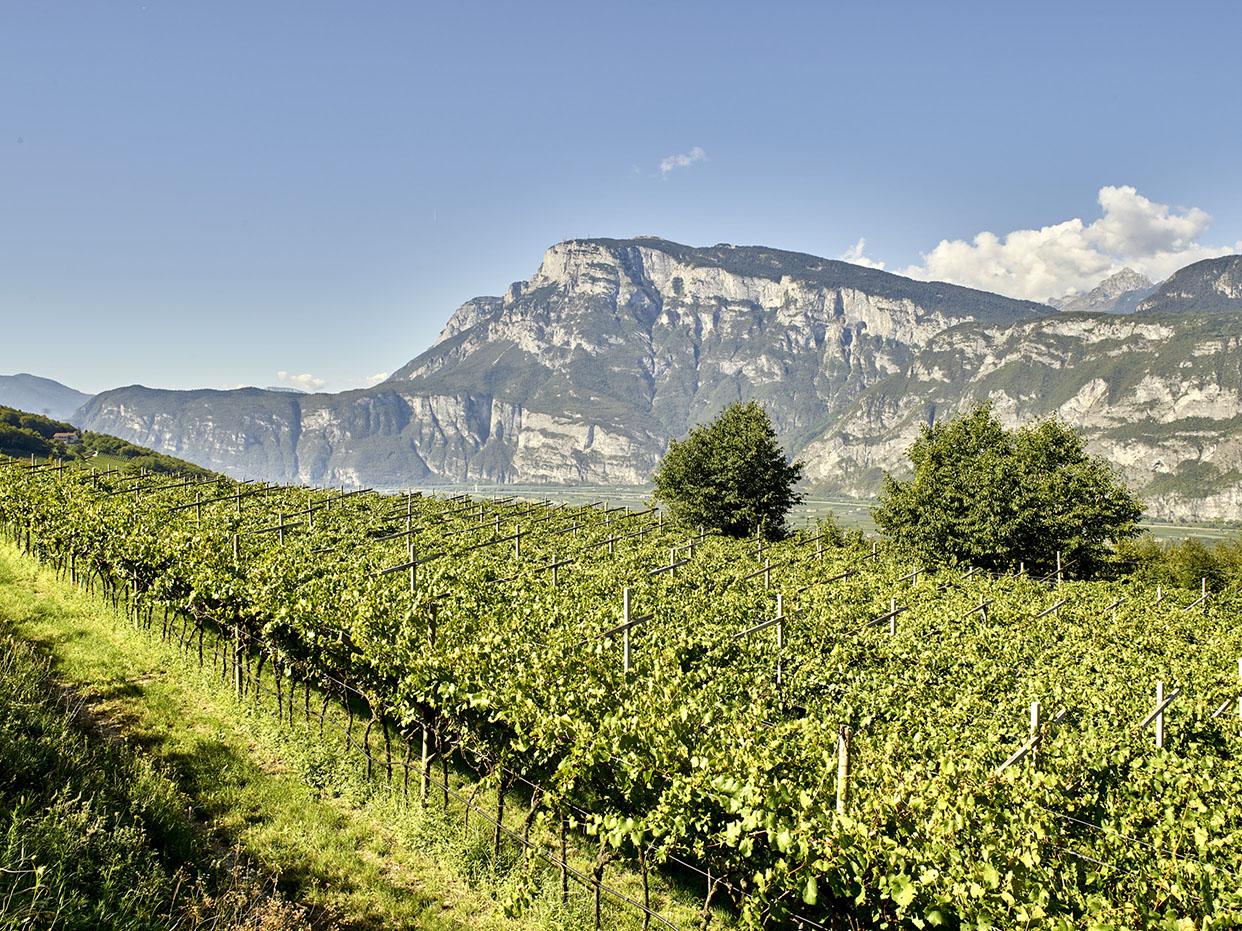 Cesarini Sforza_vigneti