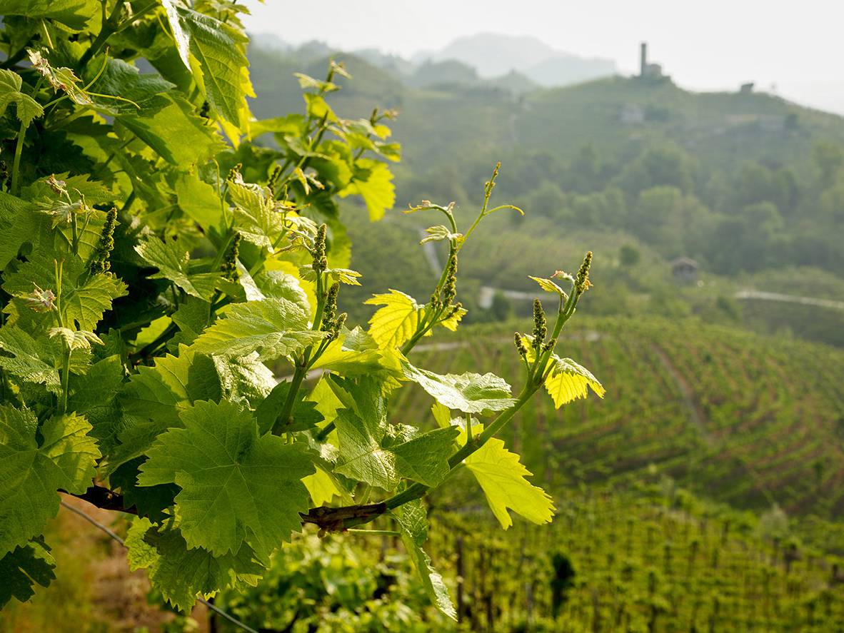 vigneti La Farra
