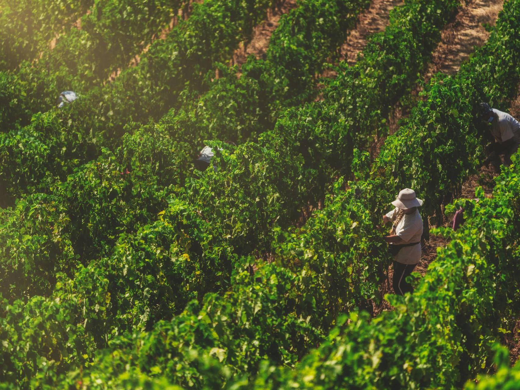 vendemmia