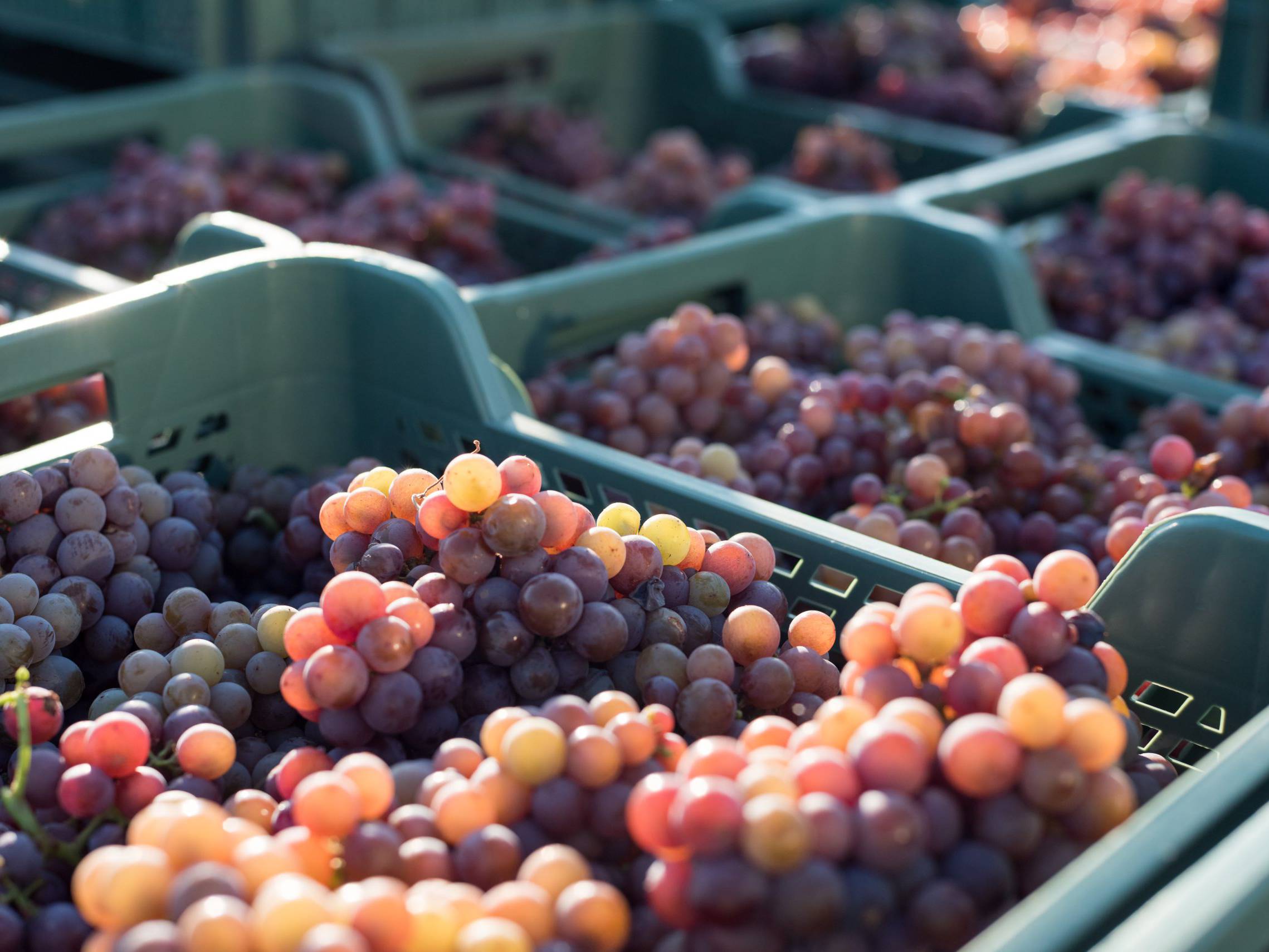 vendemmia