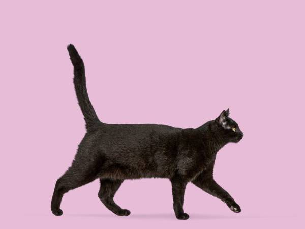 cat bond